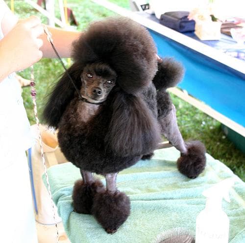 Toy Poodle yavrusu 1