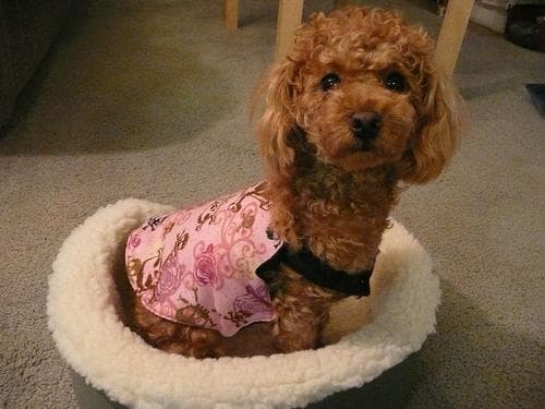 Maltipoo yavrusu 1