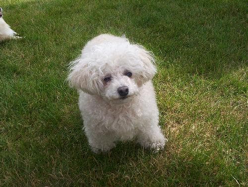 Toy Poodle yavrusu 1