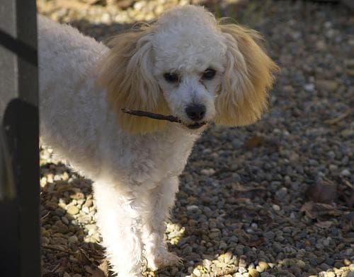 Maltipoo yavrusu 1