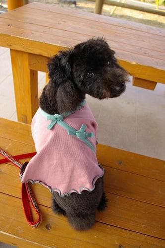 Toy Poodle yavrusu 1