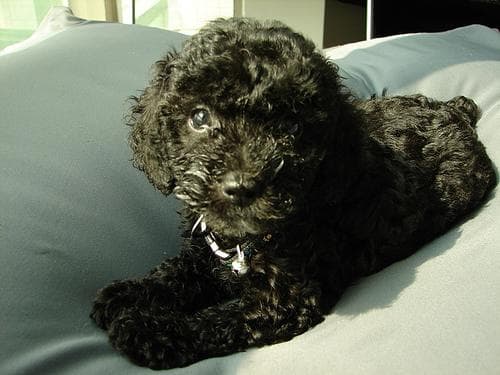 Toy Poodle yavrusu 1