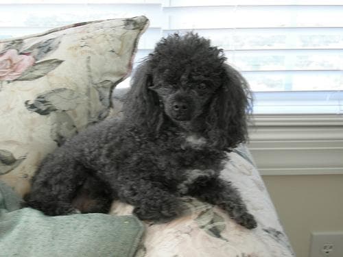 Toy Poodle yavrusu 1