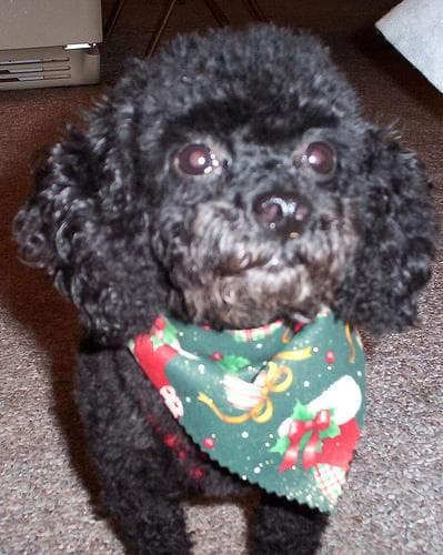 Toy Poodle yavrusu 1