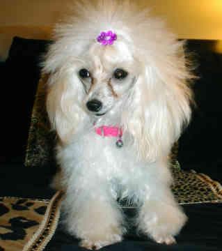 Toy Poodle yavrusu 1