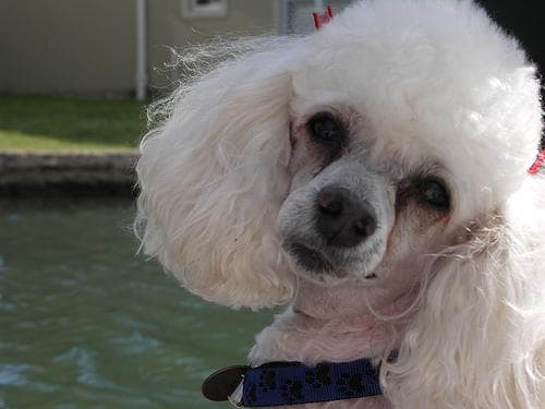 Maltipoo yavrusu 1