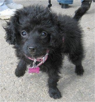 Toy Poodle yavrusu 1