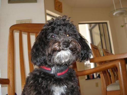 Toy Poodle yavrusu 1