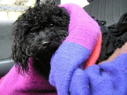 Toy Poodle yavrusu 1