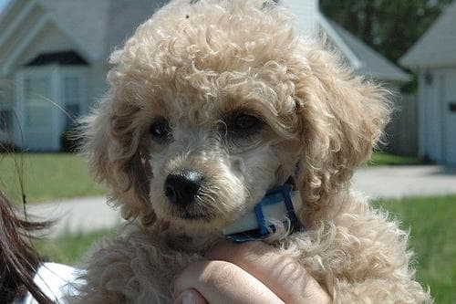 Maltipoo yavrusu 1