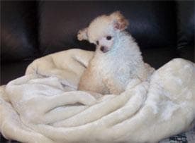 Maltipoo yavrusu 1