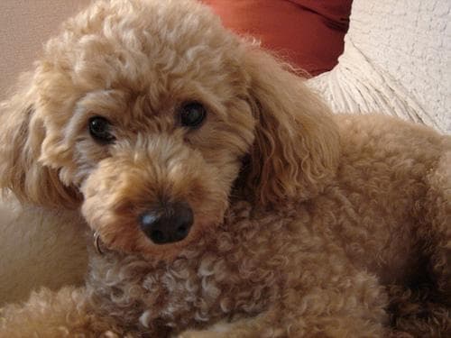 Maltipoo yavrusu 1