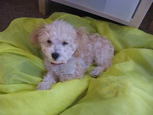 Toy Poodle yavrusu 1