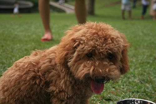 Maltipoo yavrusu 1