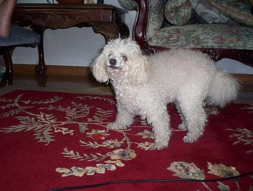 Toy Poodle yavrusu 1