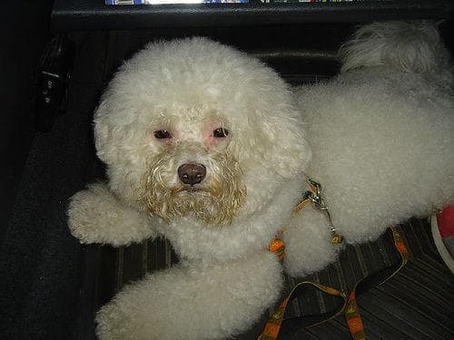 Toy Poodle yavrusu 1