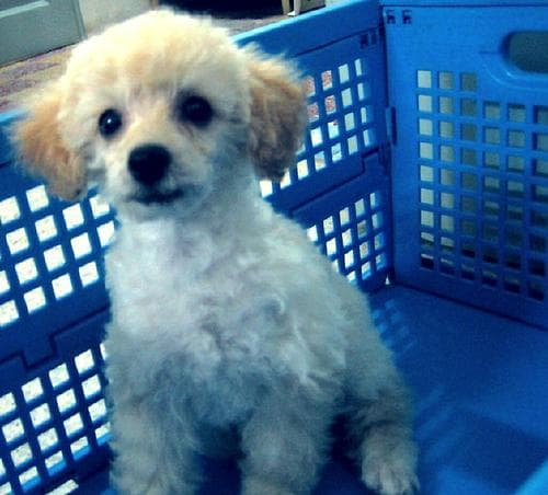 Toy Poodle yavrusu 1