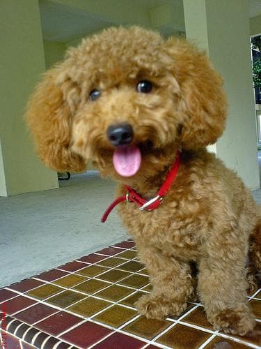 Toy Poodle yavrusu 1