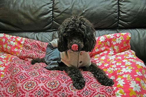 Toy Poodle yavrusu 1