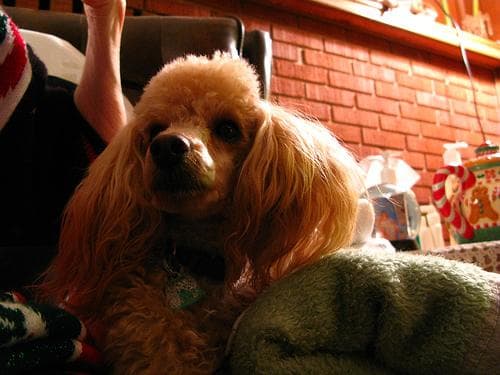 Toy Poodle yavrusu 1