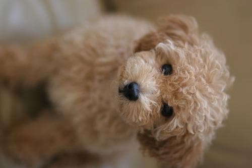 Toy Poodle yavrusu 1