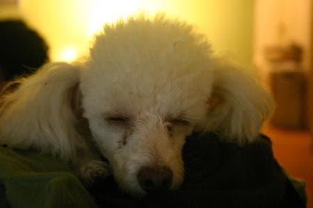 Toy Poodle yavrusu 1