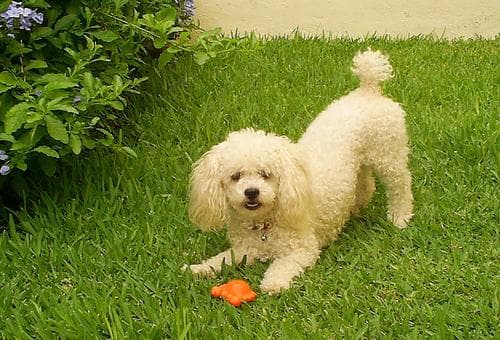 Toy Poodle yavrusu 1