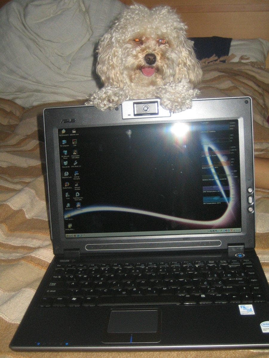 Toy Poodle yavrusu 1