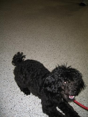 Toy Poodle yavrusu 1