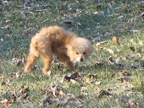 Toy Poodle yavrusu 1