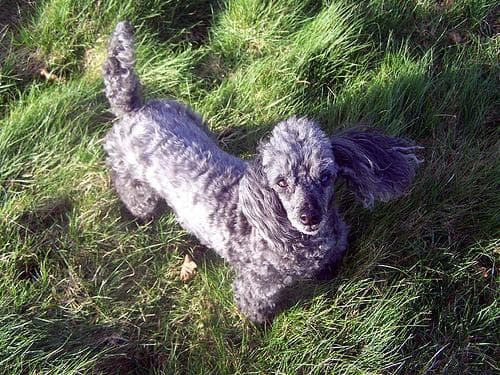 Maltipoo yavrusu 1