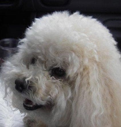 Maltipoo yavrusu 1