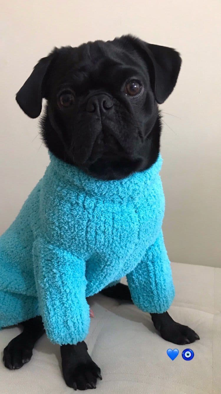 Pug