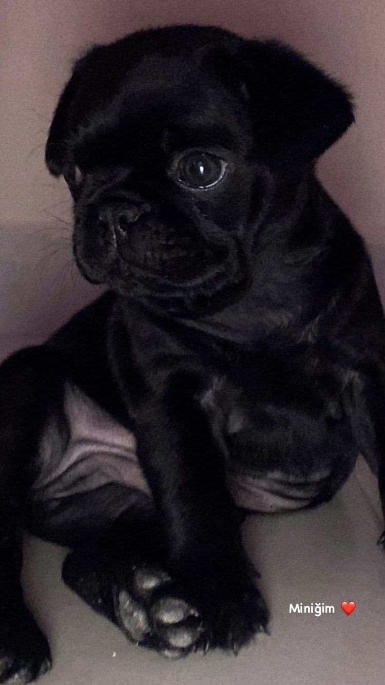 Pug yavrusu 1