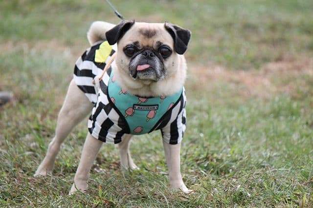 Pug yavrusu 1