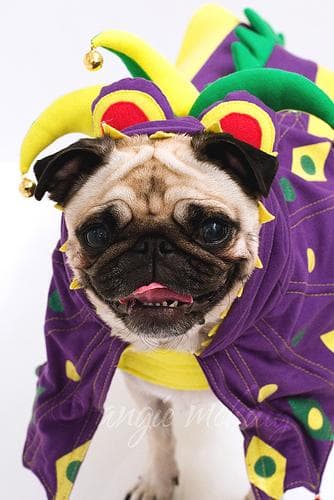 Pug yavrusu 1