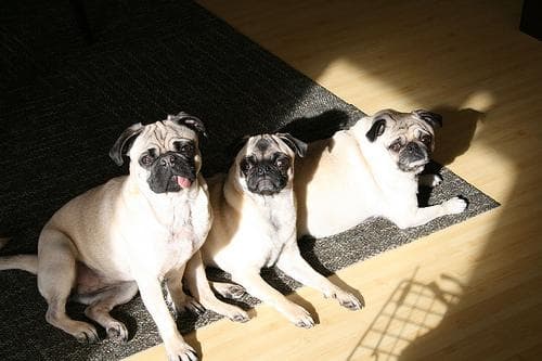 Pug yavrusu 1