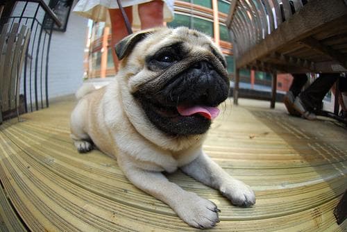 Pug yavrusu 1