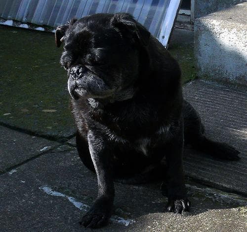 Pug yavrusu 1