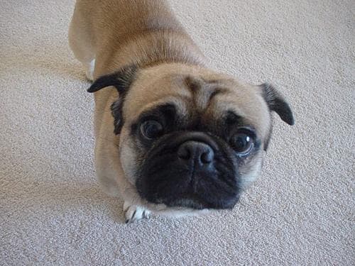 Pug yavrusu 1
