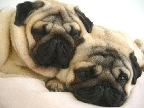Pug yavrusu 1