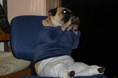 Pug yavrusu 1