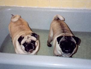 Pug yavrusu 1