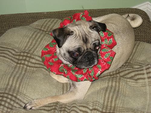 Pug yavrusu 1
