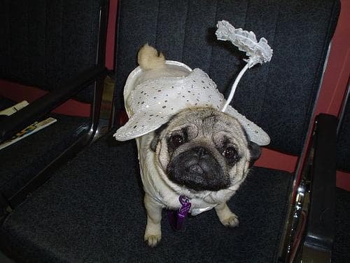Pug yavrusu 1