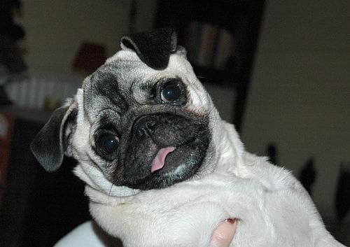 Pug yavrusu 1