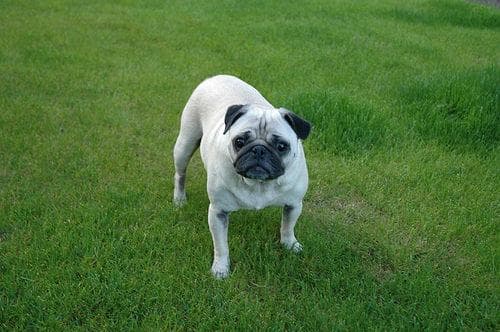 Pug yavrusu 1