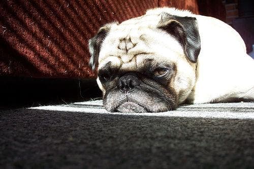 Pug yavrusu 1
