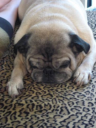 Pug yavrusu 1