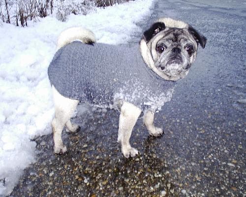 Pug yavrusu 1